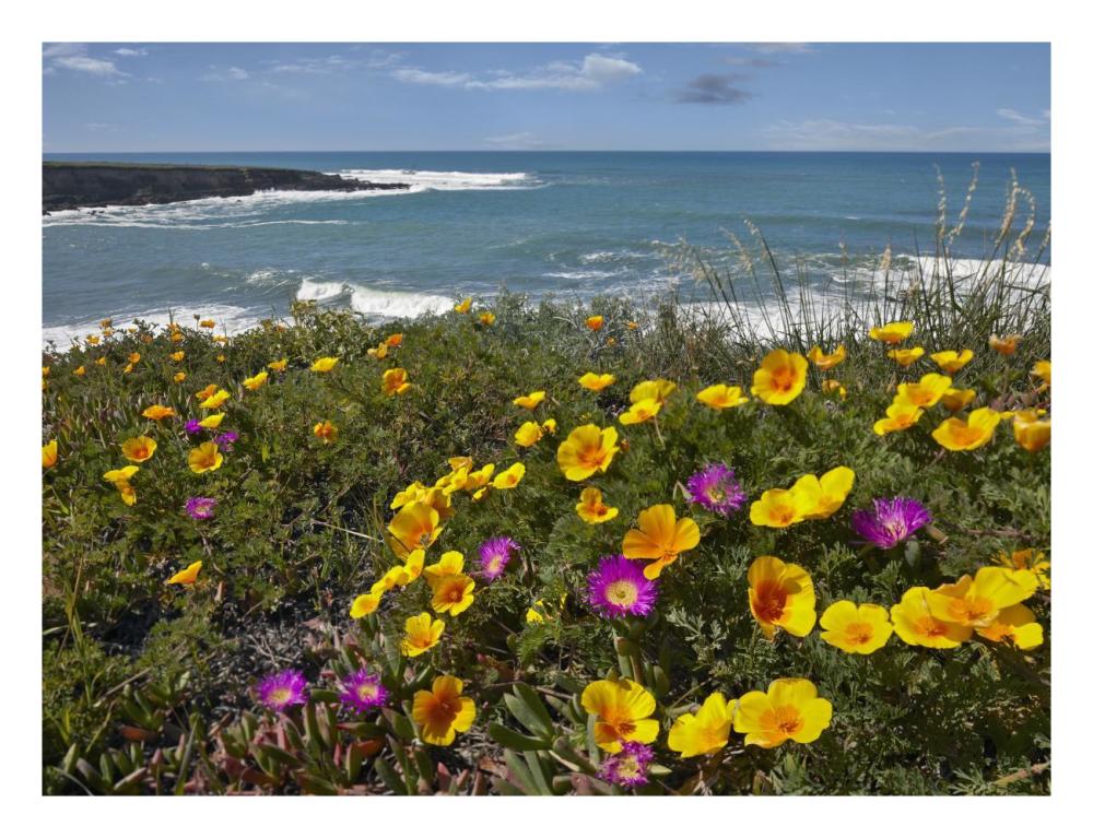 California Poppy And Iceplant, Montano De Oro State Park, California-Paper Art-26X20