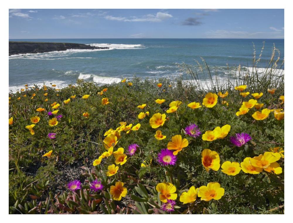 California Poppy And Iceplant, Montano De Oro State Park, California-Paper Art-34X26
