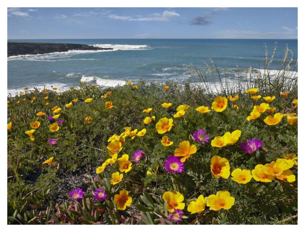 California Poppy And Iceplant, Montano De Oro State Park, California-Paper Art-42X32