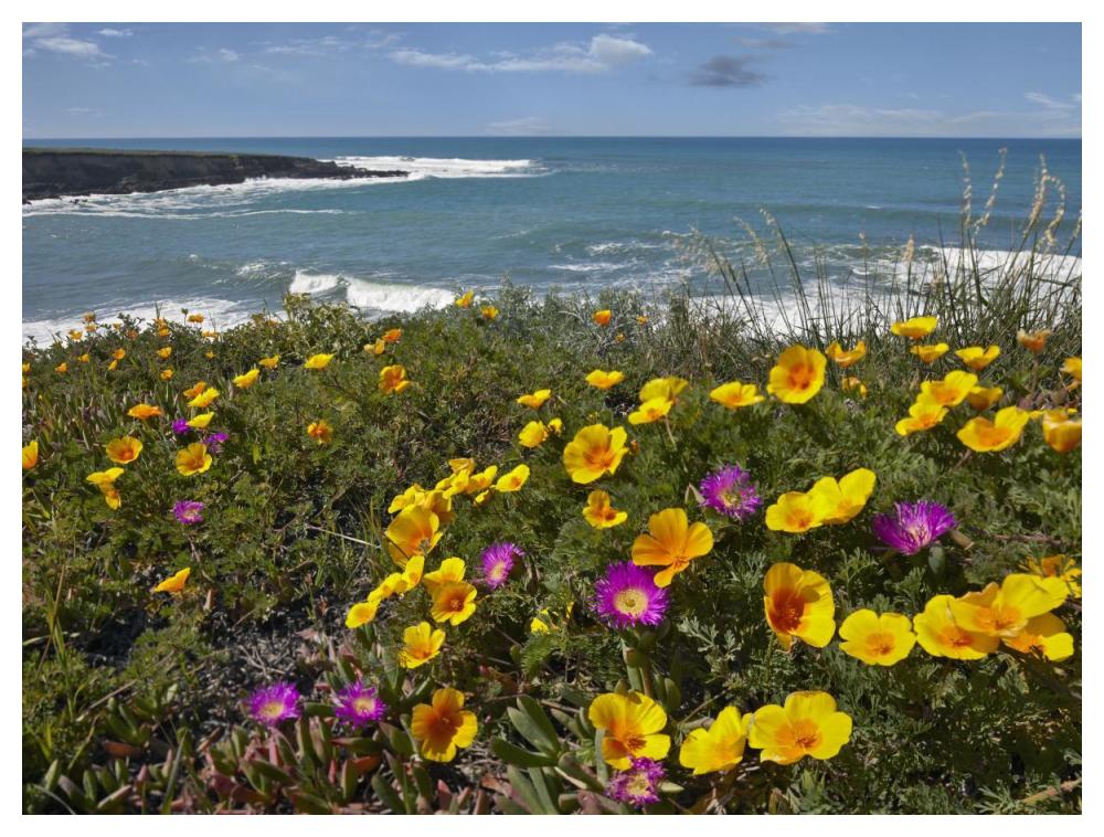 California Poppy And Iceplant, Montano De Oro State Park, California-Paper Art-50X38