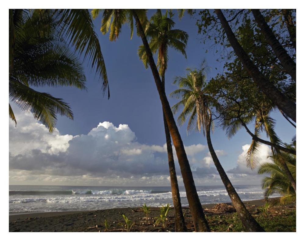 Palm Trees On The Beach Near Marino Ballena National Park, Costa Rica-Paper Art-18X14