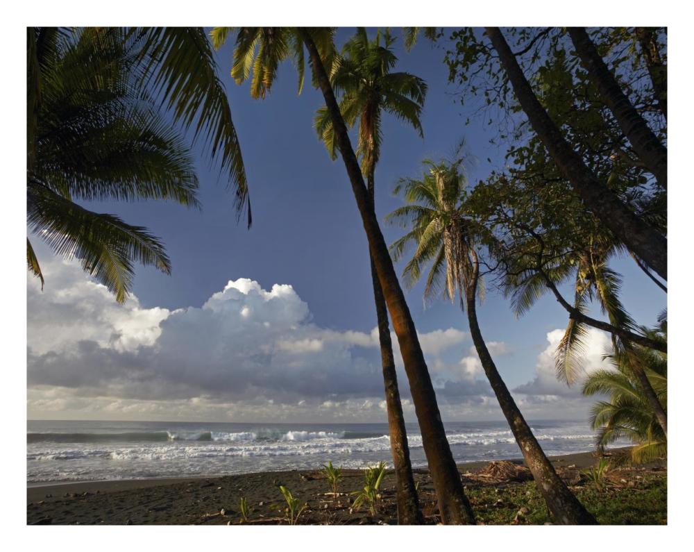 Palm Trees On The Beach Near Marino Ballena National Park, Costa Rica-Paper Art-26X20