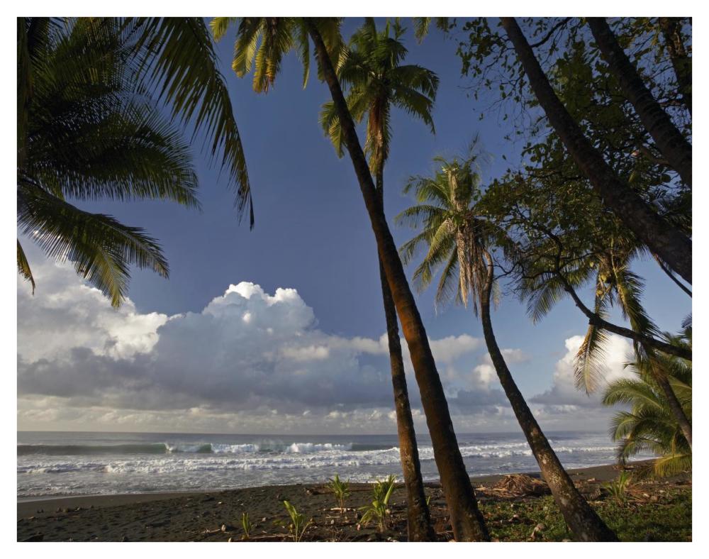 Palm Trees On The Beach Near Marino Ballena National Park, Costa Rica-Paper Art-42X32