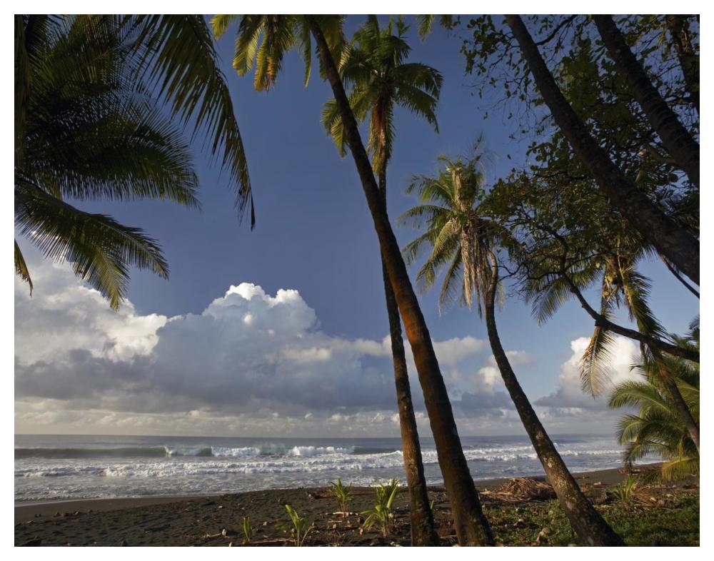 Palm Trees On The Beach Near Marino Ballena National Park, Costa Rica-Paper Art-50X38