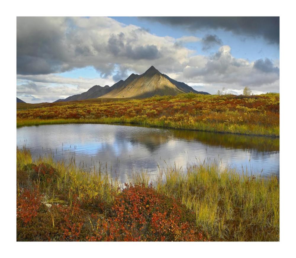 Pond And Ogilvie Mountains, Tombstone Territorial Park, Yukon, Canada-Paper Art-18X15.76