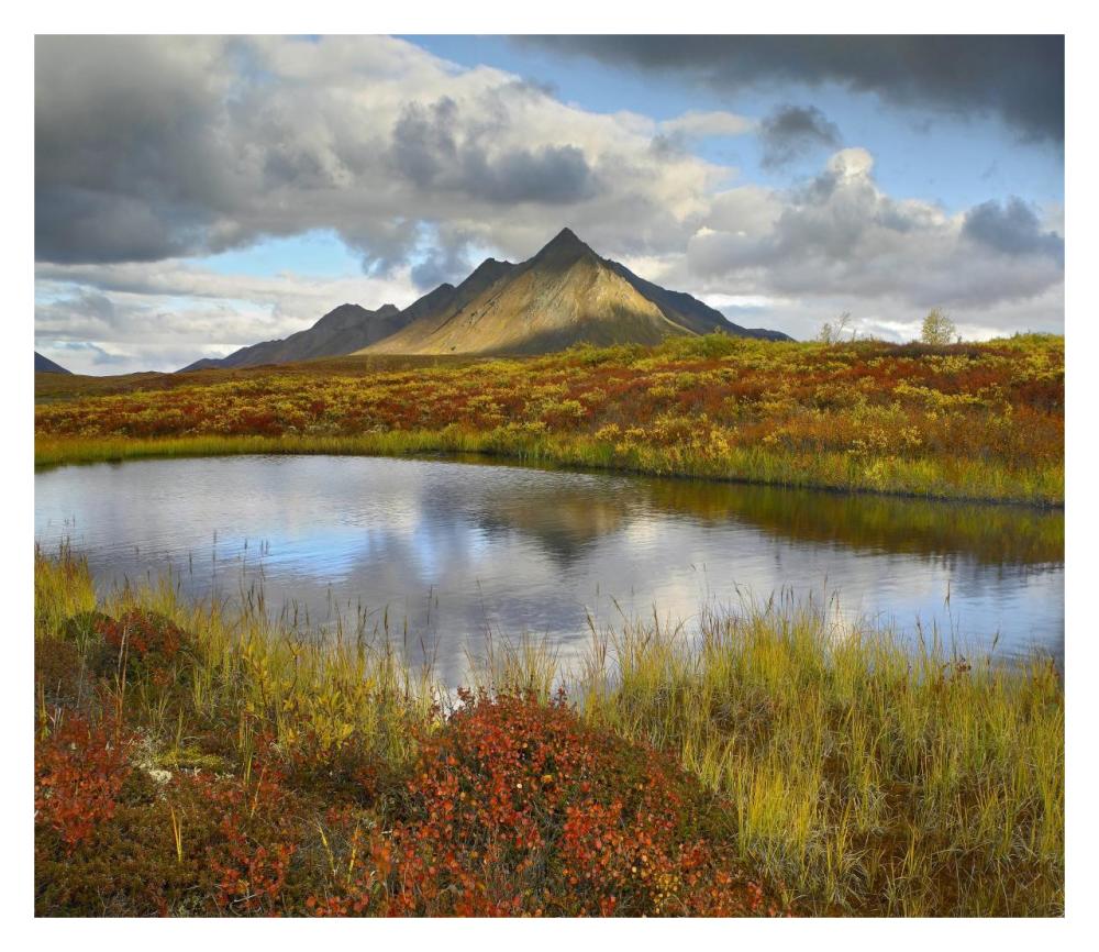 Pond And Ogilvie Mountains, Tombstone Territorial Park, Yukon, Canada-Paper Art-32X27.8