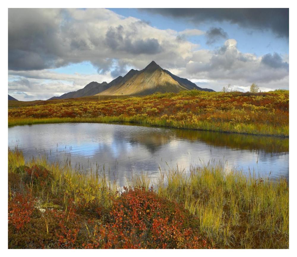Pond And Ogilvie Mountains, Tombstone Territorial Park, Yukon, Canada-Paper Art-38X32.96