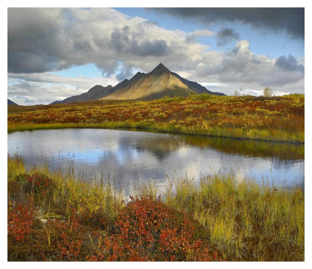 Pond And Ogilvie Mountains, Tombstone Territorial Park, Yukon, Canada-Paper Art-42X36.4