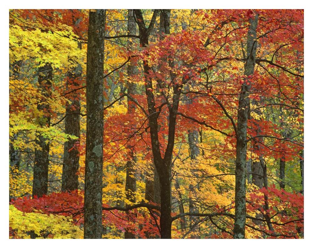 Maple Trees In Autumn, Great Smoky Mountains National Park, Tennessee-Paper Art-18X14