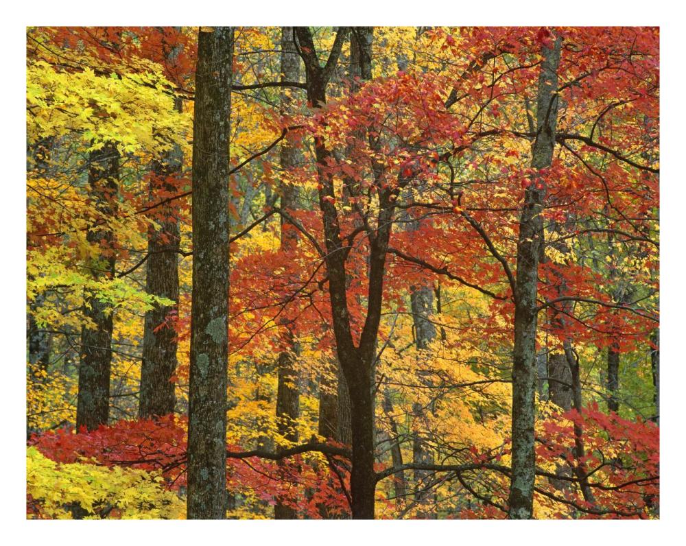 Maple Trees In Autumn, Great Smoky Mountains National Park, Tennessee-Paper Art-26X20