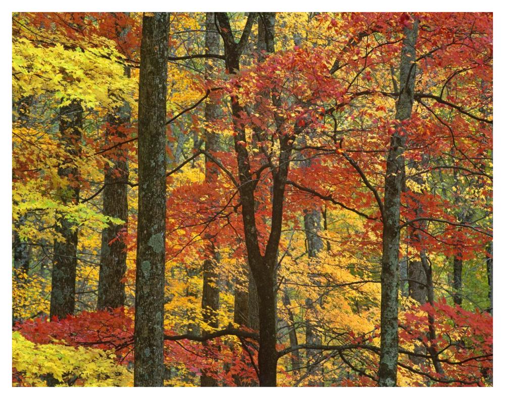 Maple Trees In Autumn, Great Smoky Mountains National Park, Tennessee-Paper Art-42X32
