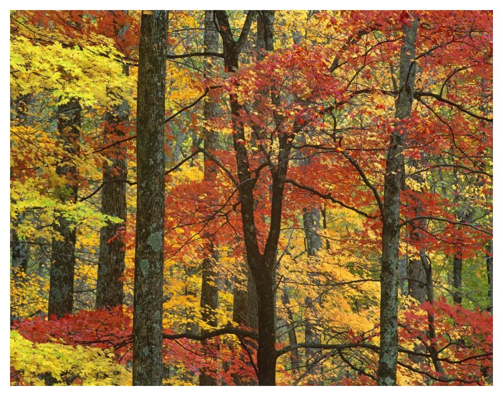 Maple Trees In Autumn, Great Smoky Mountains National Park, Tennessee-Paper Art-50X38