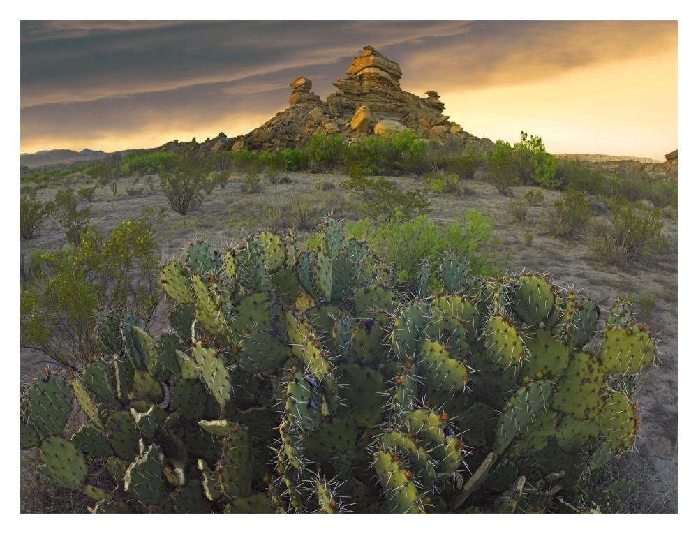 Opuntia And Hoodoos, Big Bend National Park, Chihuahuan Desert, Texas-Paper Art-18X14