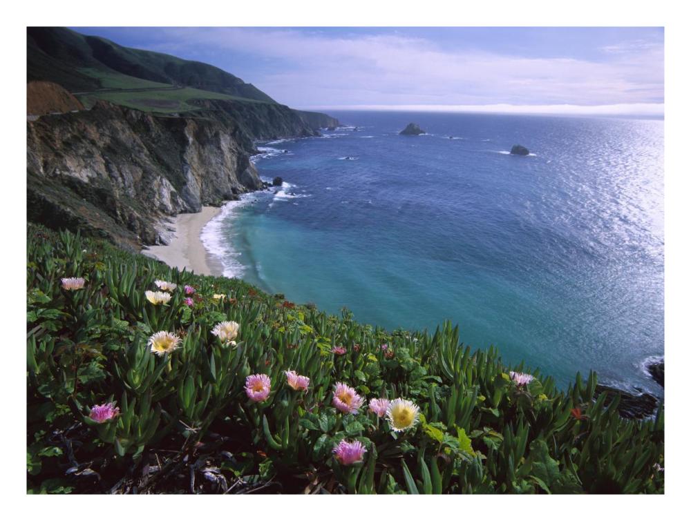 Ice Plant Or Hottentot Fig Big Sur Coast Near Bixby Creek, California-Paper Art-26X20