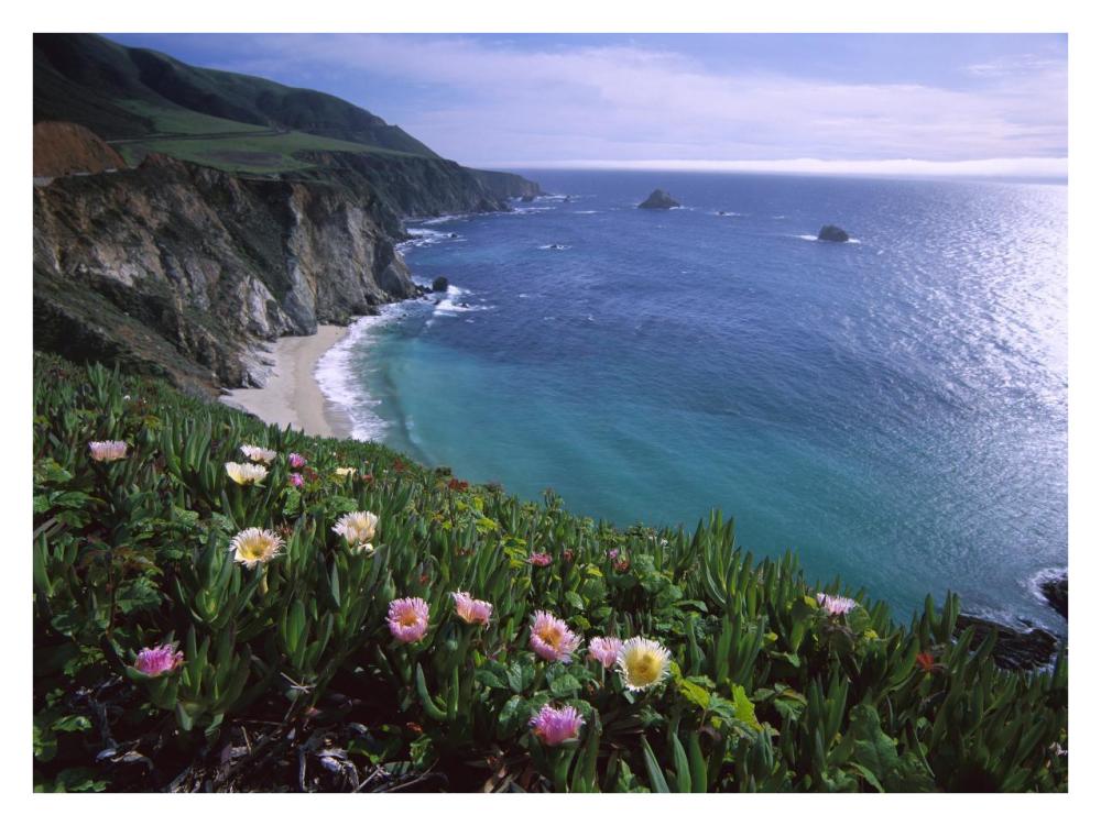 Ice Plant Or Hottentot Fig Big Sur Coast Near Bixby Creek, California-Paper Art-34X26