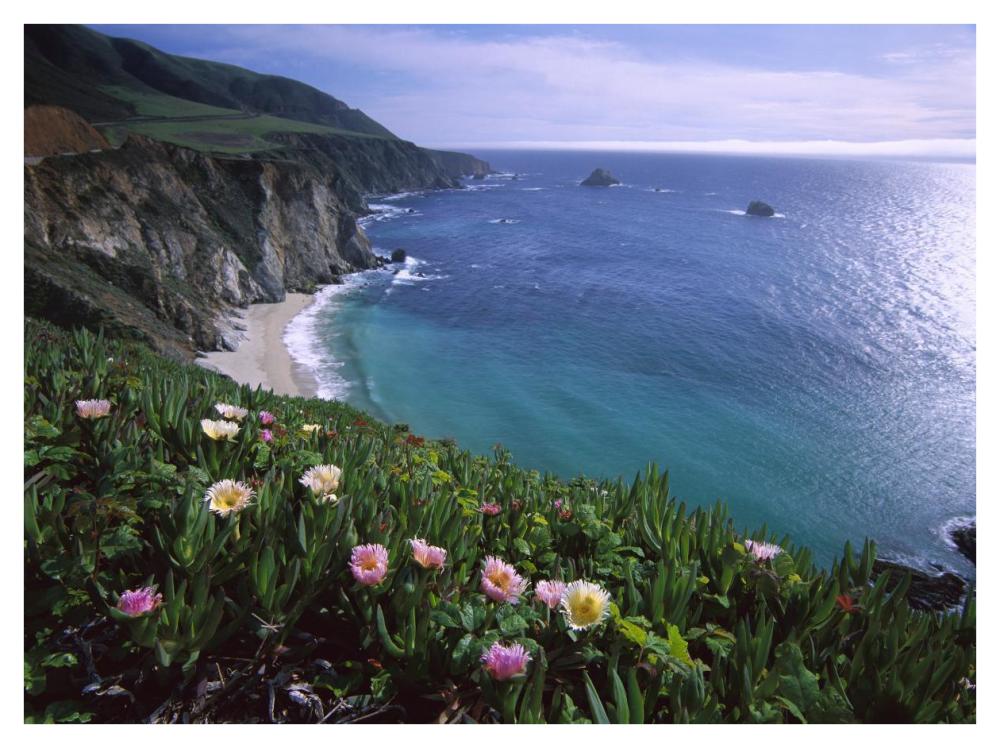 Ice Plant Or Hottentot Fig Big Sur Coast Near Bixby Creek, California-Paper Art-42X32