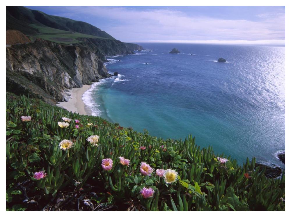 Ice Plant Or Hottentot Fig Big Sur Coast Near Bixby Creek, California-Paper Art-50X38