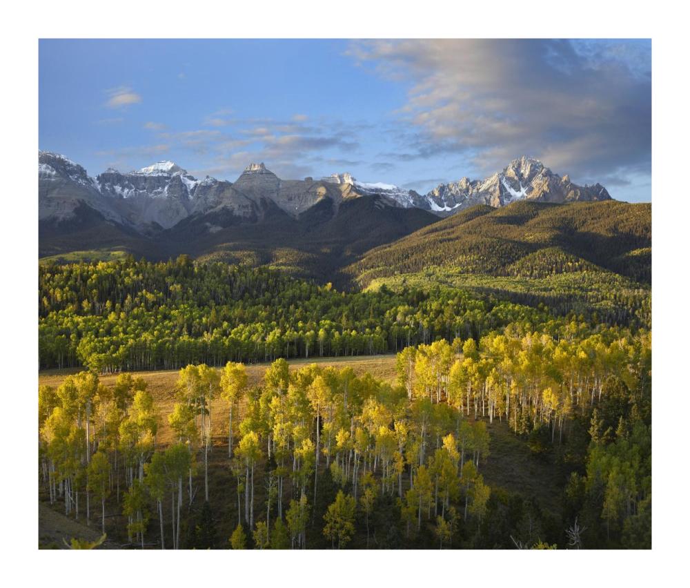 Quaking Aspen Forest And Mount Sneffels, San Juan Mountains, Colorado-Paper Art-18X15.28