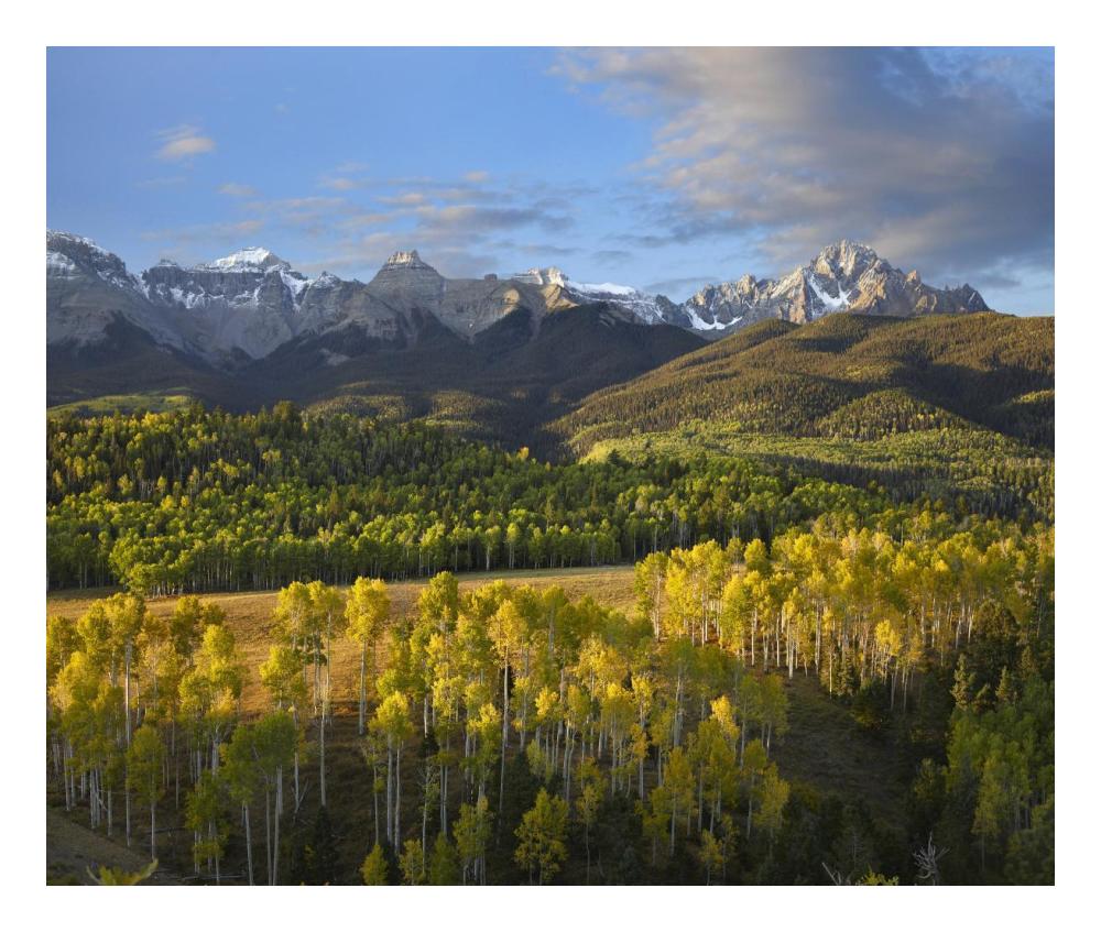Quaking Aspen Forest And Mount Sneffels, San Juan Mountains, Colorado-Paper Art-24X20.26