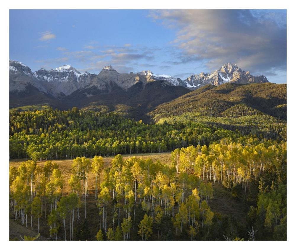 Quaking Aspen Forest And Mount Sneffels, San Juan Mountains, Colorado-Paper Art-32X26.9