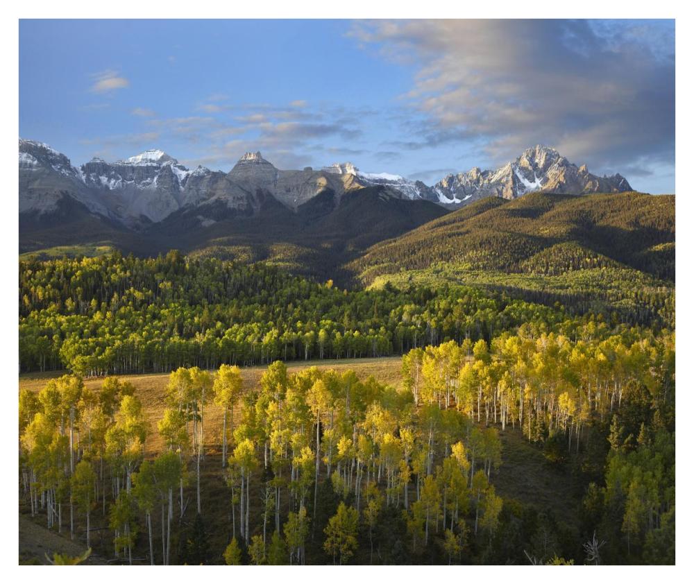 Quaking Aspen Forest And Mount Sneffels, San Juan Mountains, Colorado-Paper Art-38X31.88