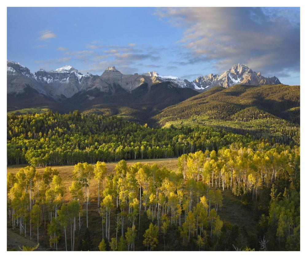 Quaking Aspen Forest And Mount Sneffels, San Juan Mountains, Colorado-Paper Art-46X38.52