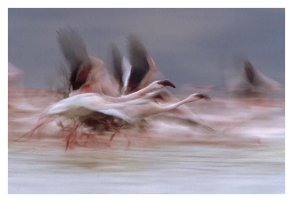 Lesser Flamingo Flock Taking Flight From The Surface Of A Lake, Kenya-Paper Art-20X14