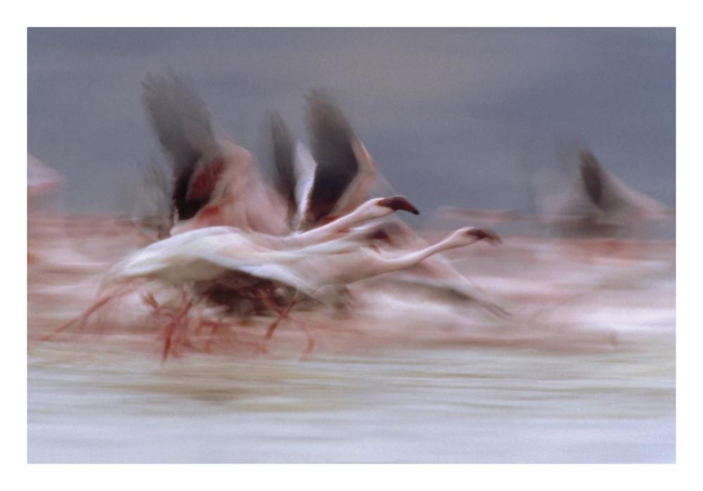 Lesser Flamingo Flock Taking Flight From The Surface Of A Lake, Kenya-Paper Art-26X18