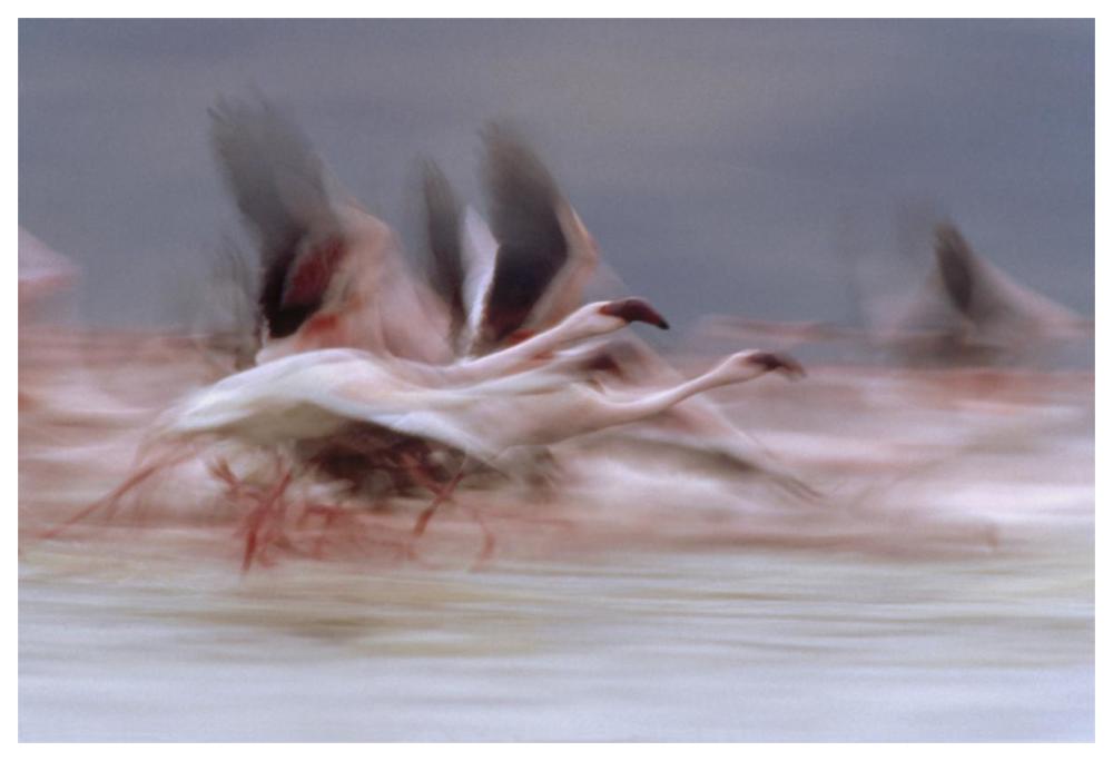 Lesser Flamingo Flock Taking Flight From The Surface Of A Lake, Kenya-Paper Art-62X42