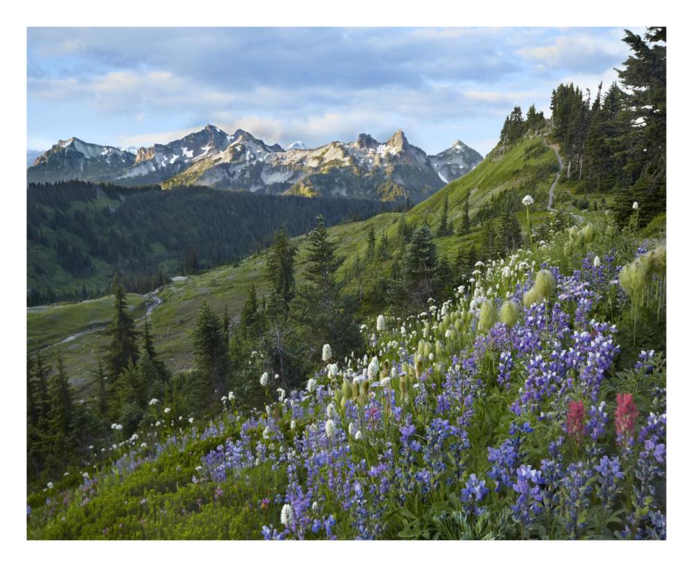 Wildflowers And Tatoosh Range, Mount Rainier National Park, Washington-Paper Art-26X22