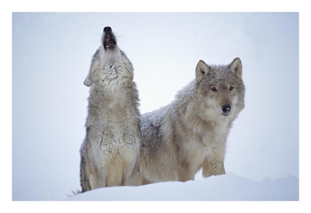 Timber Wolves Close-Up Portrait Of Pair Howling In Snow, North America-Paper Art-26X18