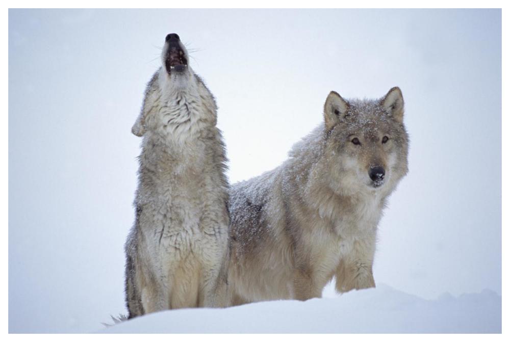 Timber Wolves Close-Up Portrait Of Pair Howling In Snow, North America-Paper Art-62X42