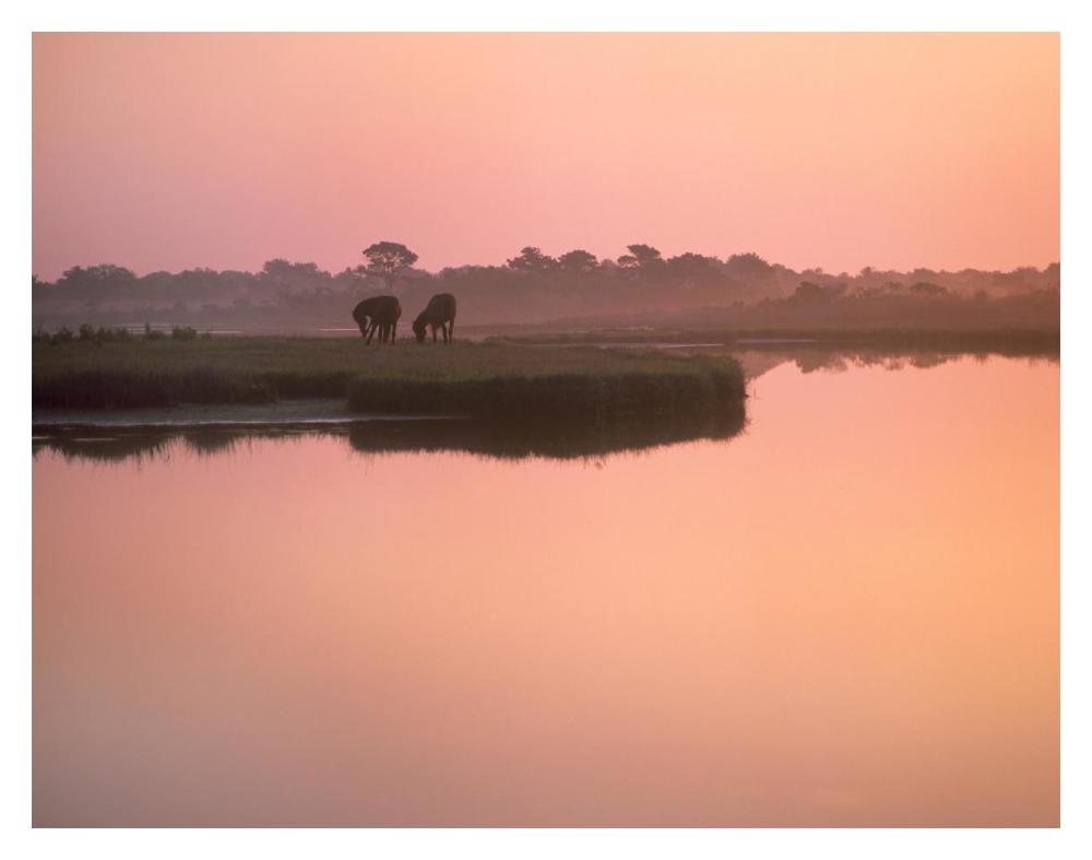 Wild Horse Pair Grazing, Assateague Island National Seashore, Maryland-Paper Art-18X14