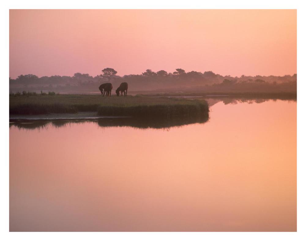 Wild Horse Pair Grazing, Assateague Island National Seashore, Maryland-Paper Art-34X26