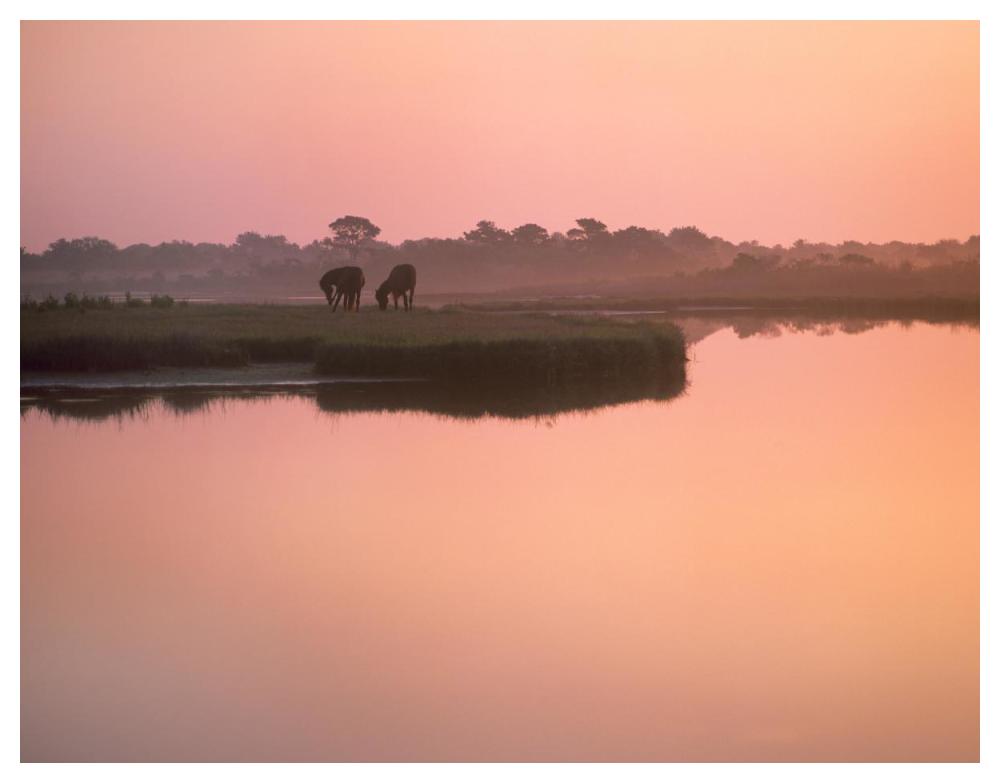 Wild Horse Pair Grazing, Assateague Island National Seashore, Maryland-Paper Art-50X38