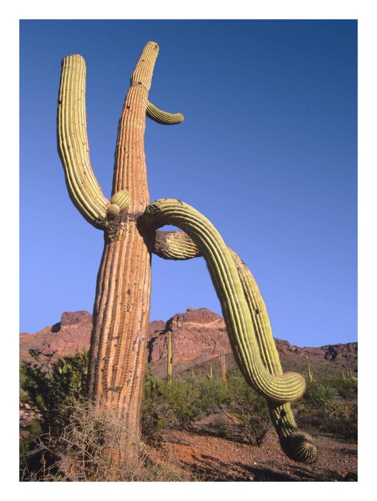 Ajo Mountains And Saguaro Organ Pipe Cactus National Monument, Arizona-Paper Art-20X26