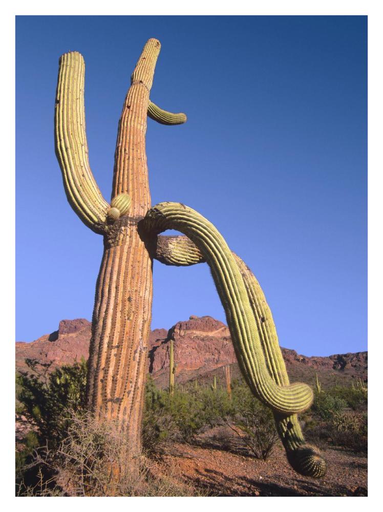 Ajo Mountains And Saguaro Organ Pipe Cactus National Monument, Arizona-Paper Art-26X34