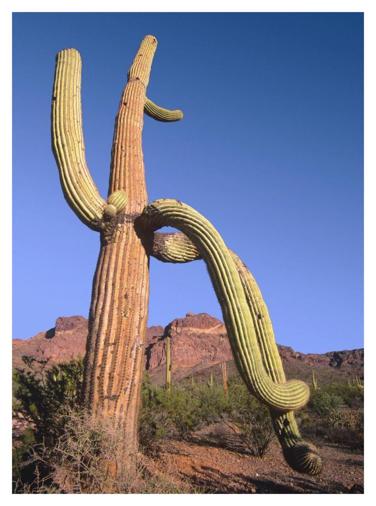 Ajo Mountains And Saguaro Organ Pipe Cactus National Monument, Arizona-Paper Art-32X42