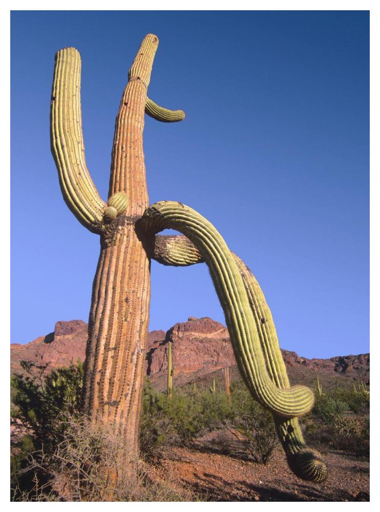 Ajo Mountains And Saguaro Organ Pipe Cactus National Monument, Arizona-Paper Art-38X50