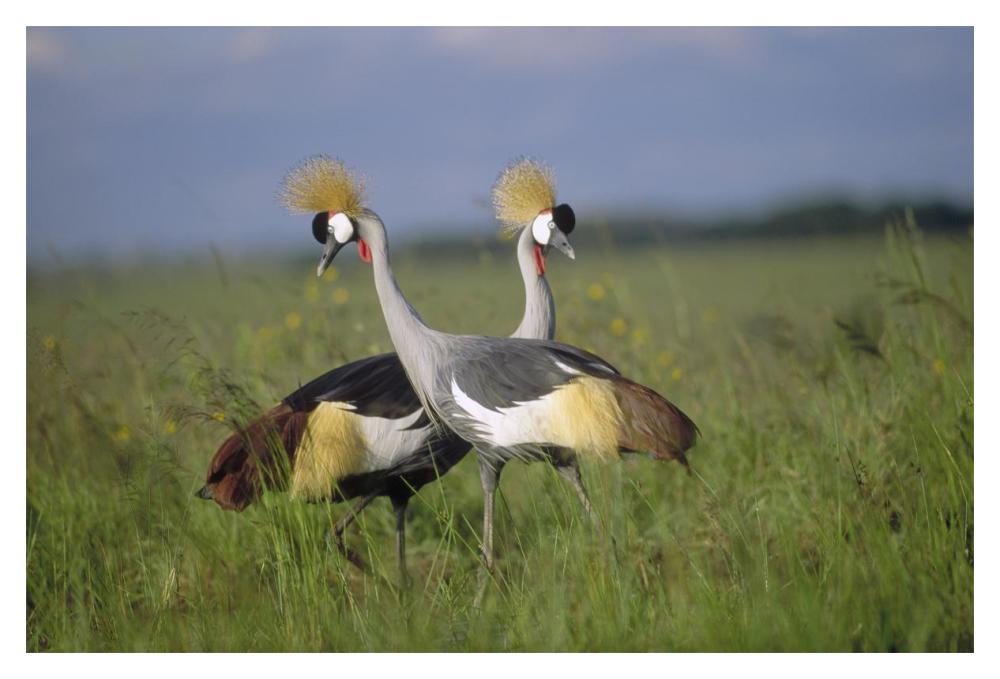 Grey Crowned Crane Couple Courting, Masai Mara National Reserve, Kenya-Paper Art-20X14
