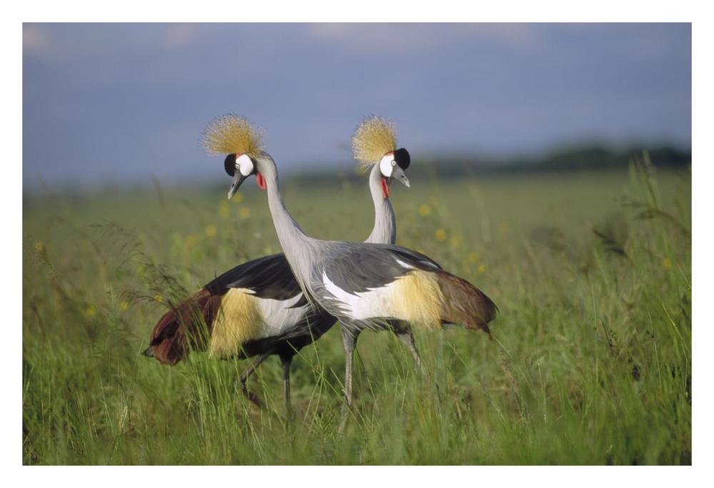 Grey Crowned Crane Couple Courting, Masai Mara National Reserve, Kenya-Paper Art-32X22