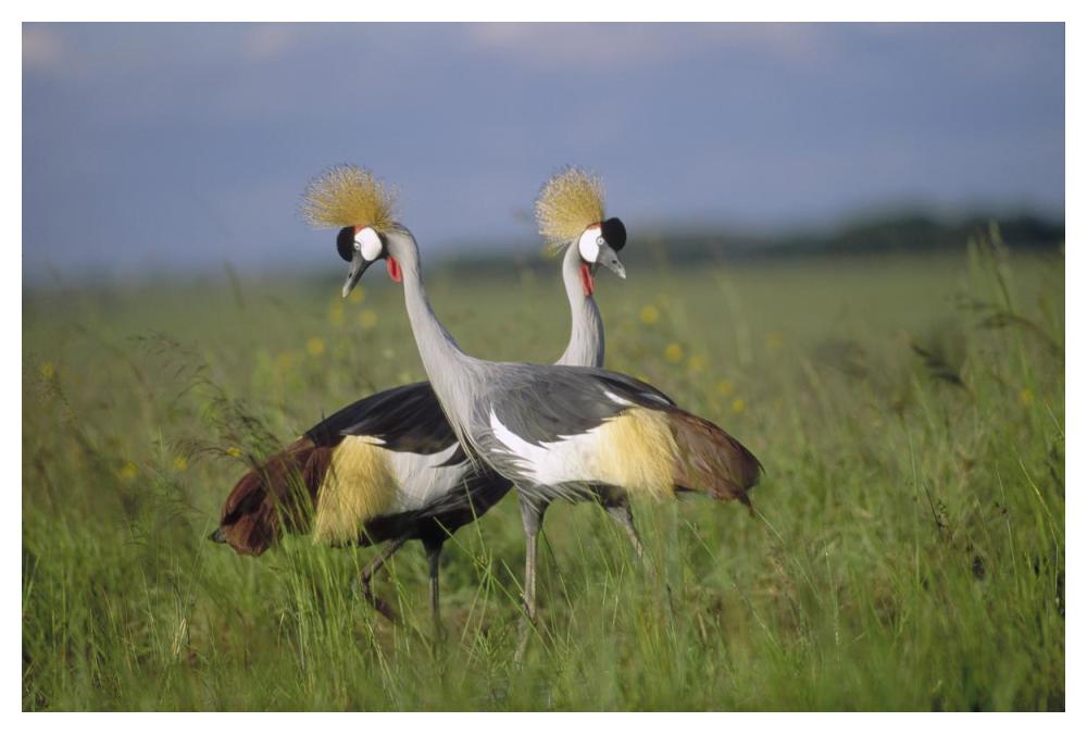 Grey Crowned Crane Couple Courting, Masai Mara National Reserve, Kenya-Paper Art-50X34