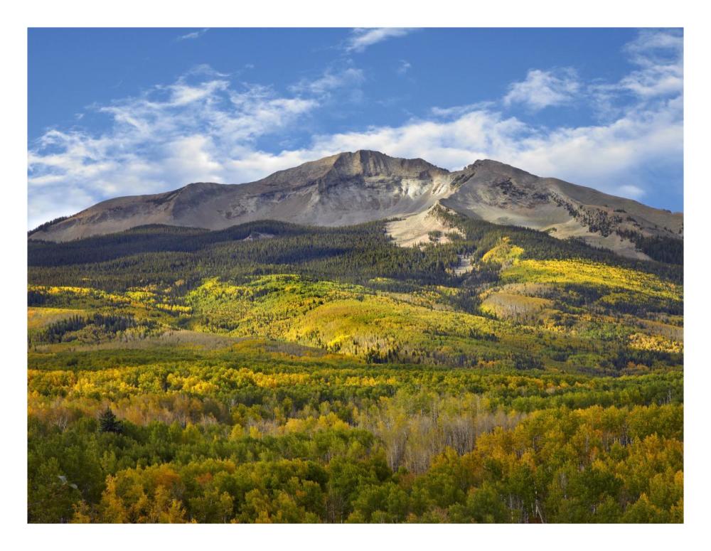 Aspen Forest And East Beckwith Mountain, West Elk Wilderness, Colorado-Paper Art-26X20