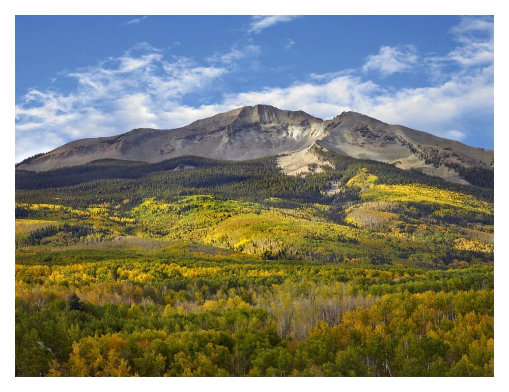 Aspen Forest And East Beckwith Mountain, West Elk Wilderness, Colorado-Paper Art-34X26