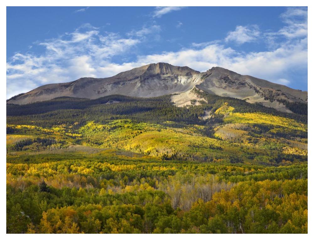 Aspen Forest And East Beckwith Mountain, West Elk Wilderness, Colorado-Paper Art-50X38