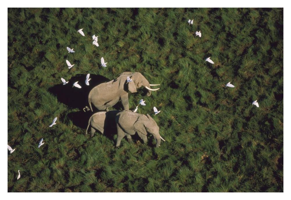 African Elephant Parents And Two Calves With Cattle Egret Flock, Kenya-Paper Art-20X14