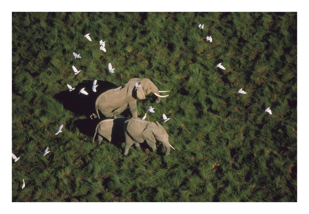African Elephant Parents And Two Calves With Cattle Egret Flock, Kenya-Paper Art-26X18