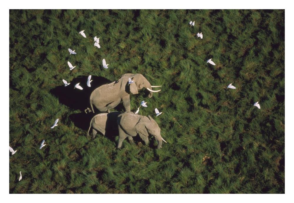 African Elephant Parents And Two Calves With Cattle Egret Flock, Kenya-Paper Art-32X22