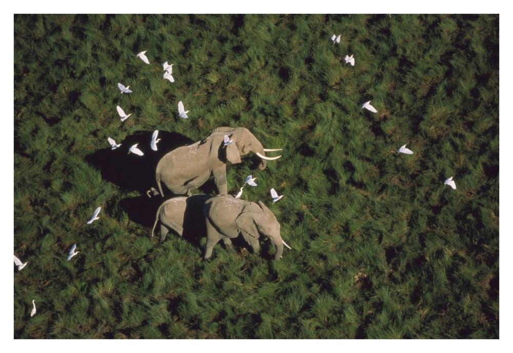 African Elephant Parents And Two Calves With Cattle Egret Flock, Kenya-Paper Art-38X26