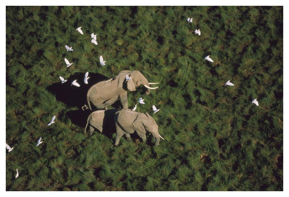African Elephant Parents And Two Calves With Cattle Egret Flock, Kenya-Paper Art-50X34